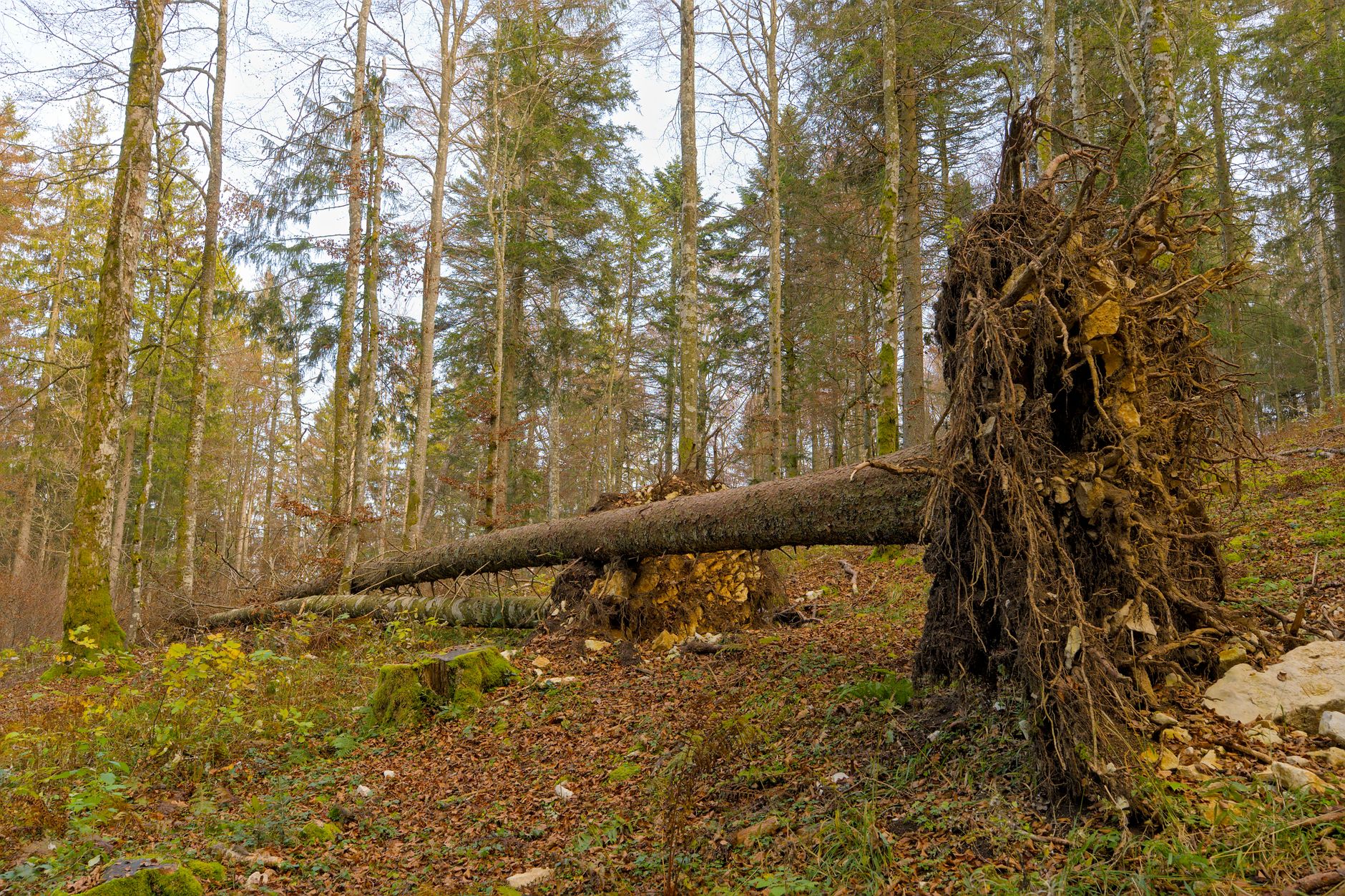 Enlèvement arbre urgence équipe à Montauban